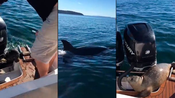 VIDEO: Una foca bebé escapó de dos gigantescas orcas subiéndose a una lancha