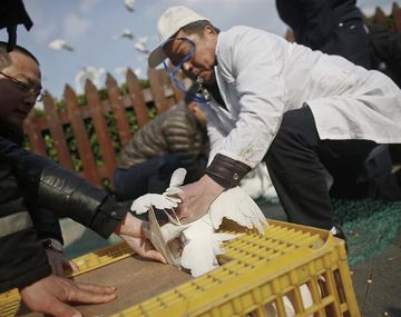 Ya son 51 los casos registrados de gripe aviar en China