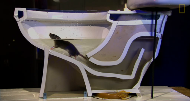 ¿Cuán fácil podría una rata salir por tu inodoro?