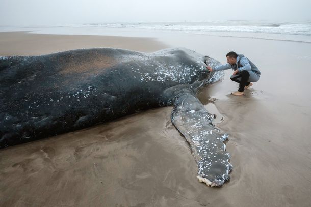 Mar del Plata: Murió la ballena que estaba encallada en la playa de Punta Mogotes