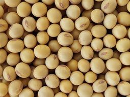 Las exportaciones de soja siguen en franca caída por los efectos de la sequía. Las exportaciones de soja siguen en franca caída por los efectos de la sequía.