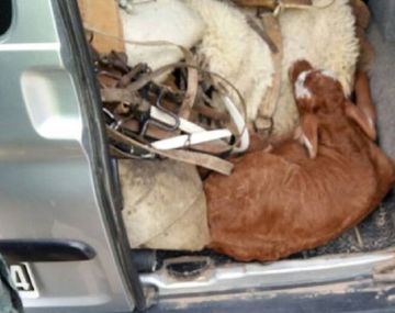 Tenía un ternero oculto en el baúl