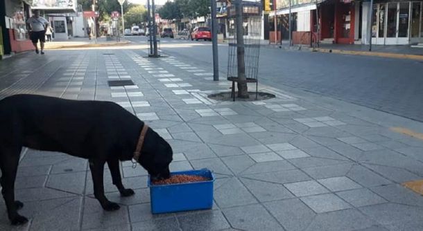 La Municipalidad de Villa Carlos Paz alimenta a los perros callejeros durante la cuarentena por la pandemia de Coronavirus