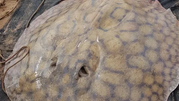 La raya gigante viajó 170 km por el río Paraná marcando un nuevo registro para la ciencia La raya gigante viajó 170 km por el río Paraná marcando un nuevo registro para la ciencia