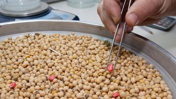 argentina ingreso a un selecto grupo que produce soja transgenica en el sector publico argentina ingreso a un selecto grupo que produce soja transgenica en el sector publico