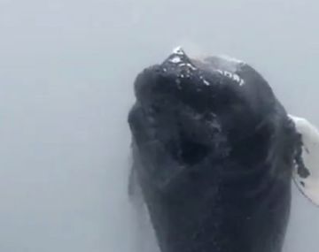 VIDEO: Mirá el salto impactante de esta ballena