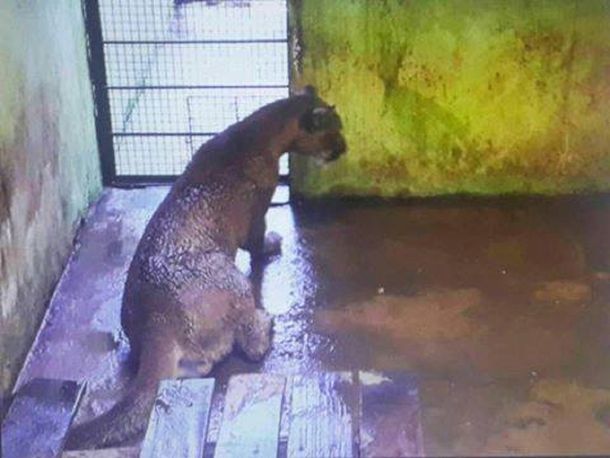Piden liberar al puma capturado en Cataratas