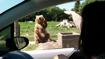 las piruetas del un oso para obtener comida las piruetas del un oso para obtener comida