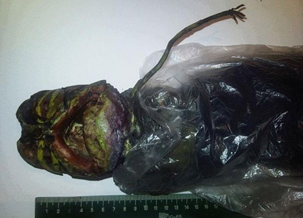Alien Rusia freezer 2