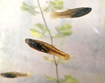 La UBA entrega gratuitamente peces que mantienen al mosquito del dengue alejado de piscinas y estanques