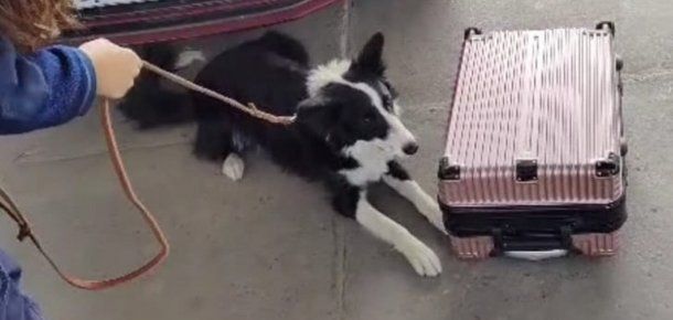 Una perra de la Aduana evitó el ingreso irregular al país de US$30.000