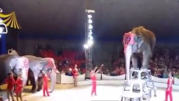 video: elefantes ayudan a companero que cayo durante acto circense video: elefantes ayudan a companero que cayo durante acto circense