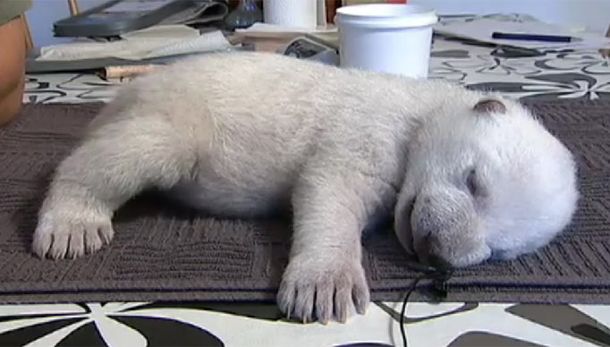 Oso polar