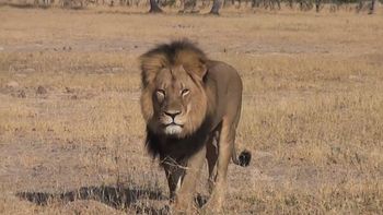 un cazador espanol mato a cecil, el leon mas viejo y hermoso de africa un cazador espanol mato a cecil, el leon mas viejo y hermoso de africa