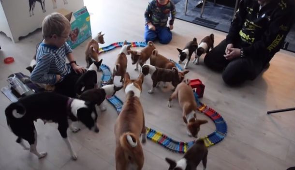 Duermen todos juntos y se la pasan jugando: así es vivir con 16 cachorros