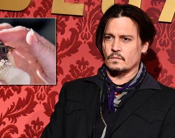 La rara mascota de Johnny Depp: un murciélago bebé