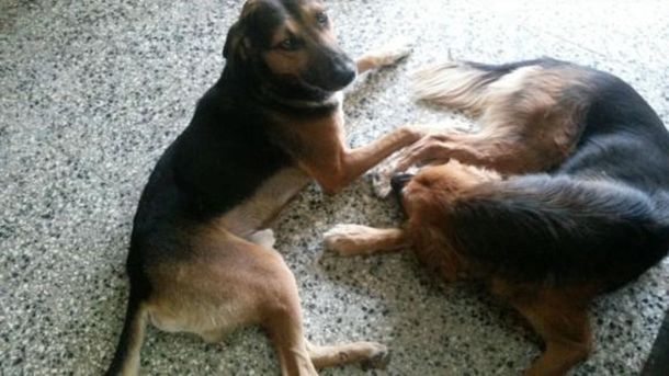 La Dama y el Vagabundo: una historia de amores perros en la vida real