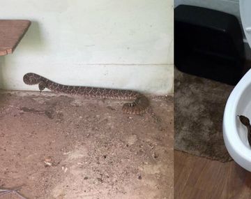 Había 24 serpientes en la casa