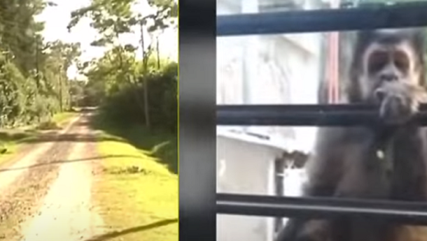 Buscan a un mono que está suelto en La Plata