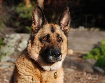 Un hombre tuvo que comerse a su perro para sobrevivir