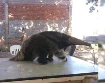 Insólito: tenía un oso hormiguero en su casa y lo vendía por las redes sociales