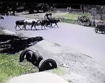 Una vaca le pegó una patada voladora a una motoquera