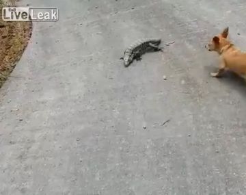 Perro vs lagartija: mirá la terrible pelea