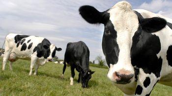 las vacas podran enviar sms a los granjeros las vacas podran enviar sms a los granjeros