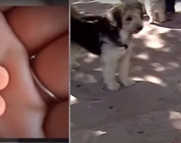 Denuncian un posible intento de intoxicación a los perros que visitan la plaza Almagro