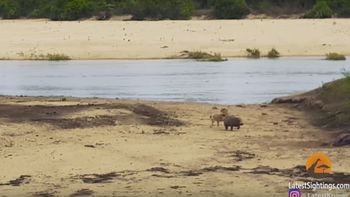 poderoso el chiquitin: mira la cria de hipopotamo que defiende a su madre de un leon poderoso el chiquitin: mira la cria de hipopotamo que defiende a su madre de un leon