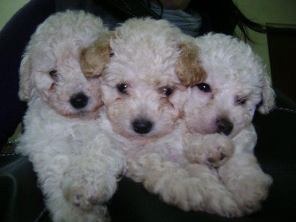 En los últimos dos años se robaron más de mil perros