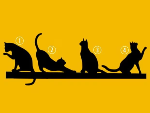 Test viral: el gato que elijas revelará tu propósito en la vida