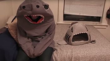 Un gato se asusta cuando ve a su dueño disfrazado como su juguete favorito Un gato se asusta cuando ve a su dueño disfrazado como su juguete favorito