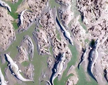 Cruzada de  menonitas por los caimanes