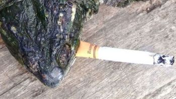 seria adiccion: esta tortuga fuma 10 cigarrillos por dia seria adiccion: esta tortuga fuma 10 cigarrillos por dia