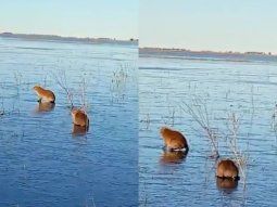 Carpinchos patinan sobre hielo en los Esteros del Iberá por el frío extremo