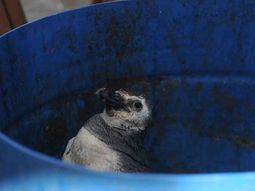 un pingüino fue rescatado en una playa de mar del plata un pingüino fue rescatado en una playa de mar del plata