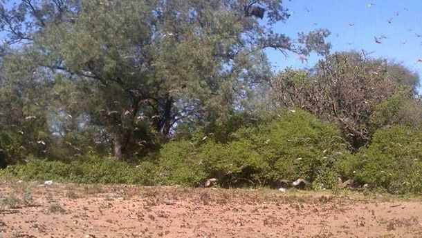 La invasión de langostas también llegó a Salta