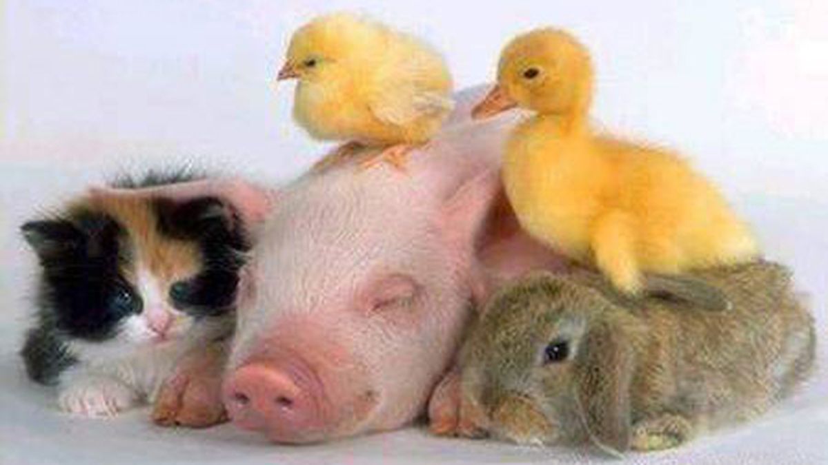 ¿Cuánto sabés de animales?