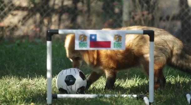 La Copa América ya tiene su propio pulpo Paul: un zorro chileno