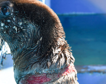 Preocupación por el aumento de casos de lobos marinos afectados por redes de pesca y zunchos plásticos