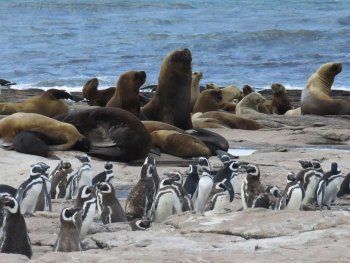 Islote Lobos es el primer parque nacional marino de Argentina