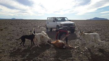 polemica por un video que muestra a un hombre torturando a un guanaco polemica por un video que muestra a un hombre torturando a un guanaco