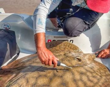 Científicos del CONICET detectan el mayor desplazamiento de una raya gigante en el río Paraná
