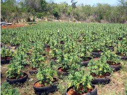 Uruguay prevé plantar marihuana en un predio militar por seguridad