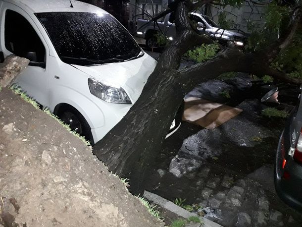 Árbol caído en Dolores y Directorio