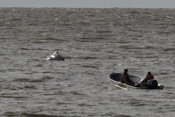 Ballena en Puerto Madero: retoman el operativo para llevarla a aguas abiertas