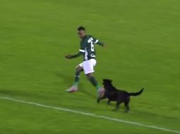 video: futbolista quiso atrapar a un perro, pero termino corriendo video: futbolista quiso atrapar a un perro, pero termino corriendo