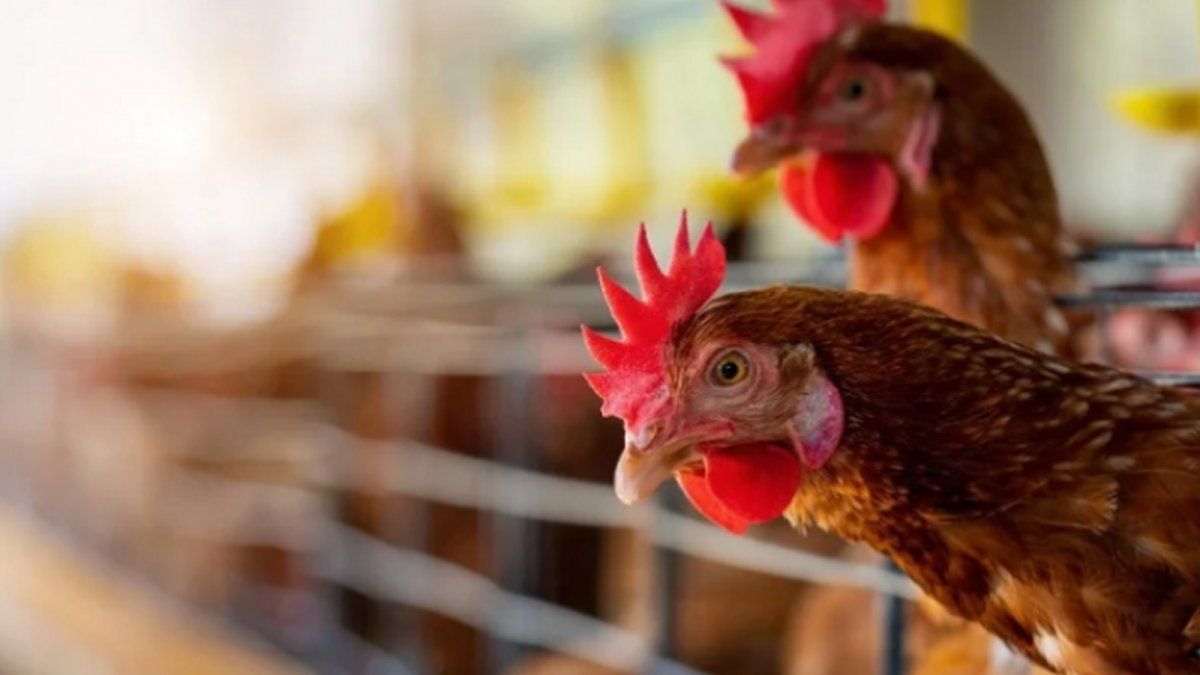 Imagen noticia completa