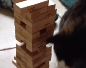 Para competir con Gerardo Sofovich: un gato demuestra su habilidad jugando al jenga